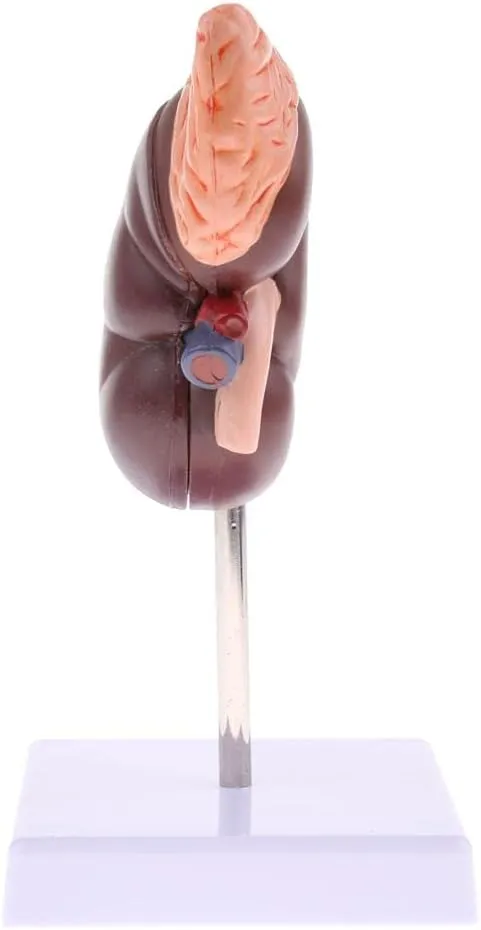 1:1 Human Anatomical Kidney Model Lifesize with Stand for Scientific Study | Anatomical Body Model with Adrenal Gland | Lab Teaching Tool for Anatomy Science Kit