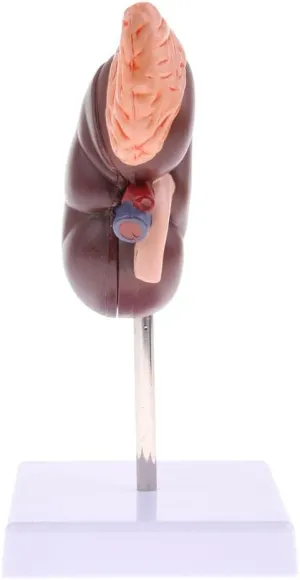 1:1 Human Anatomical Kidney Model Lifesize with Stand for Scientific Study | Anatomical Body Model with Adrenal Gland | Lab Teaching Tool for Anatomy Science Kit