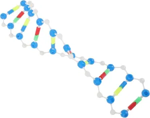 2pcs DNA Sculpture Kit Molecular Model Set for Education Flex DNA Model Double Helix Simulation Kit