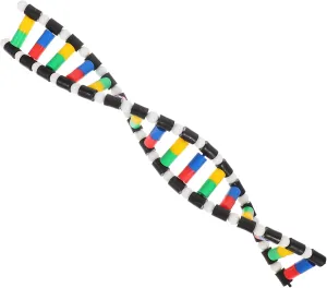 Accurate DNA Model Kit Base Chains Construction for Science Teaching and Research Classroom Lab Settings