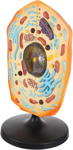 Animal Cell Model for Biology Teaching Detailed Anatomical Display with Realistic Structure for Classroom Education and Science Studies Material
