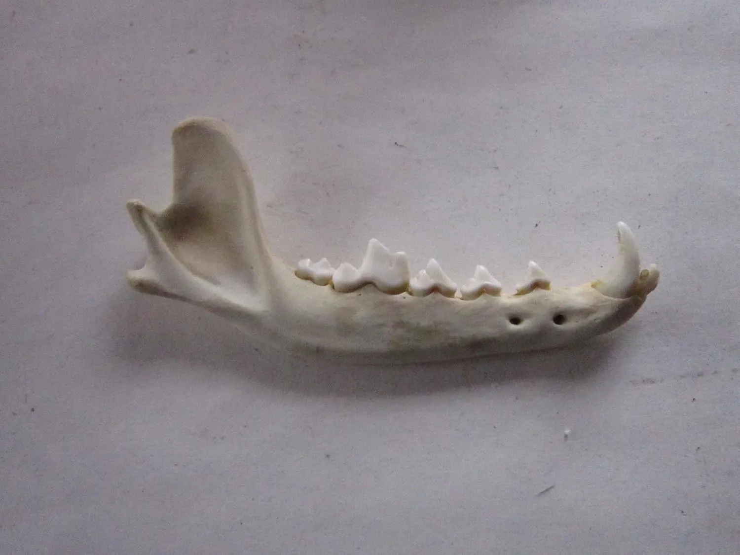 Coyote Jaw Bone Taxidermy Jawbone Knife Handle Crafts Animal Bones