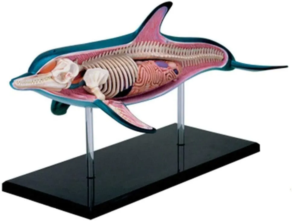 Dolphin Anatomy Model, 18 Detachable Parts with Stand,4D Vision Animal Anatomy Model,Animal Anatomy Torso Model Kit, Educational Anatomic Model Toy, for Kids Children