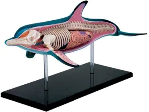 Dolphin Anatomy Model, 18 Detachable Parts with Stand,4D Vision Animal Anatomy Model,Animal Anatomy Torso Model Kit, Educational Anatomic Model Toy, for Kids Children