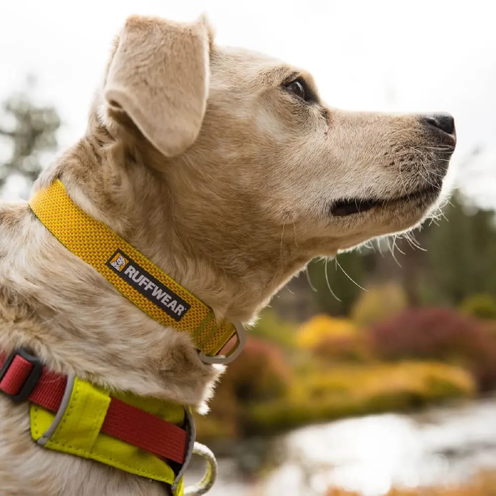 Ruffwear Hi & Light™ Lightweight Minimal Dog Collar