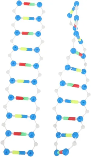 Yardwe 2pcs DNA Double Helix Model Kit Educational Science Teaching Aid for Biology Classes Molecular Structure Components for Understanding Concepts